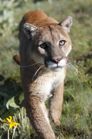 Un puma saisi dans le Montana, dans le nord des États-Unis. Dans les zones montagneuses, le félin a reçu un nom en rapport avec son habitat : “mountain lion” ou “catamount” (“cat of the mountains”, le “chat des montagnes”), entre autres.. PHOTO SYLVAIN CORDIER/BIOSPHOTO/AFP