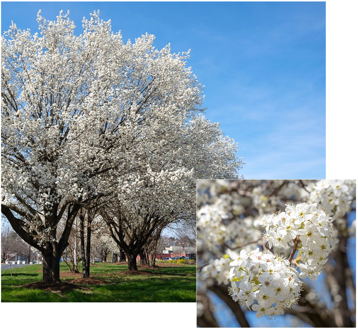 Callery pear trees and a closeup of the tree's blossoms.