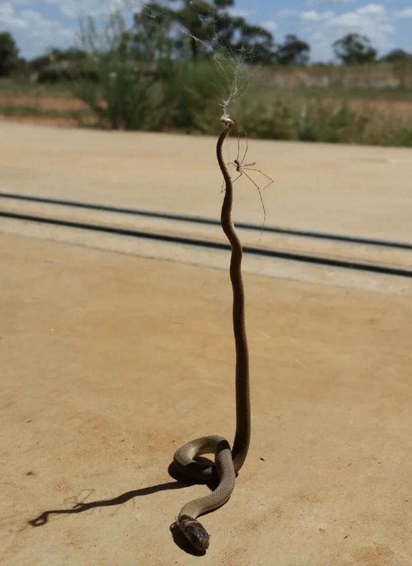 snakes tail trapped in a spider's web