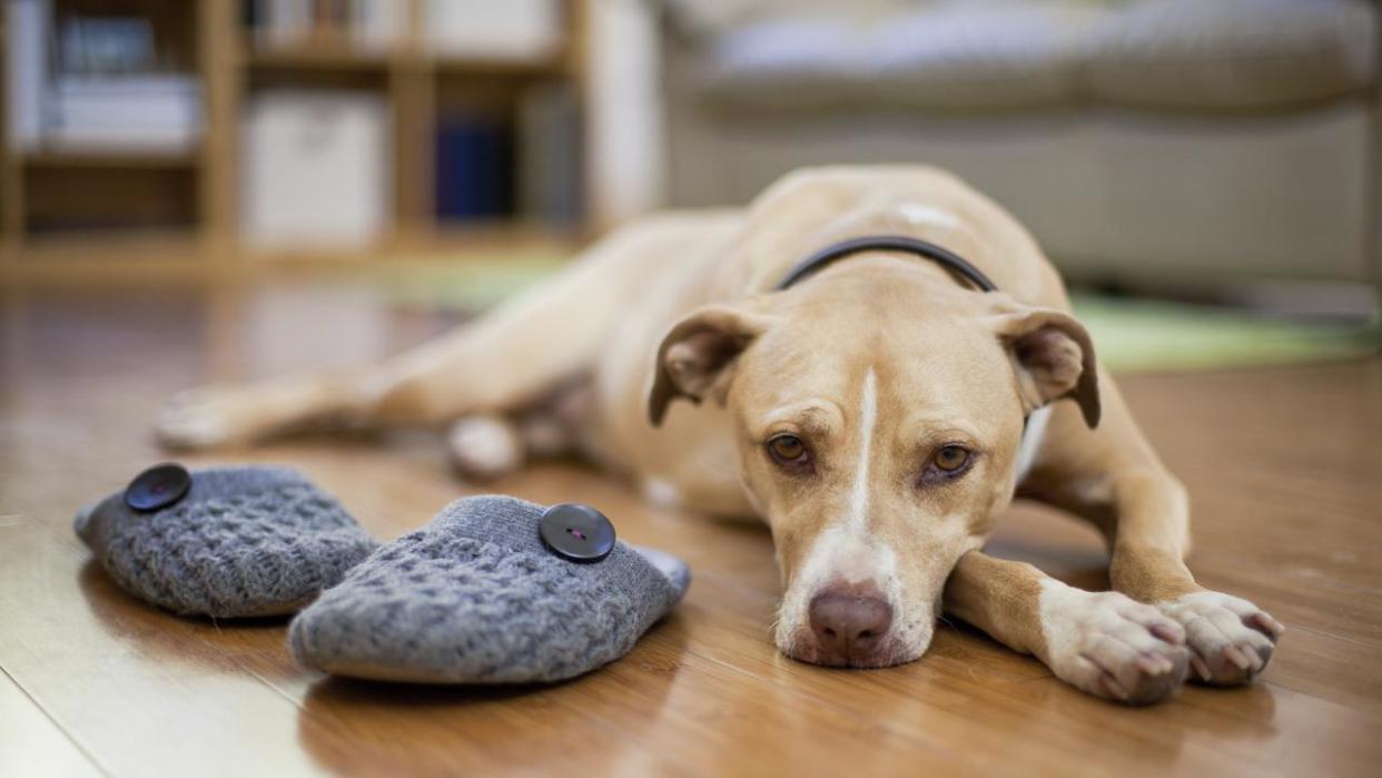 Supplied Editorial Sad dog Picture: iStock