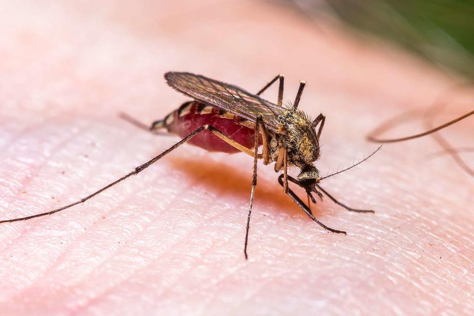 <p>Getty</p> Malaria is spread through bites from infected mosquitos.