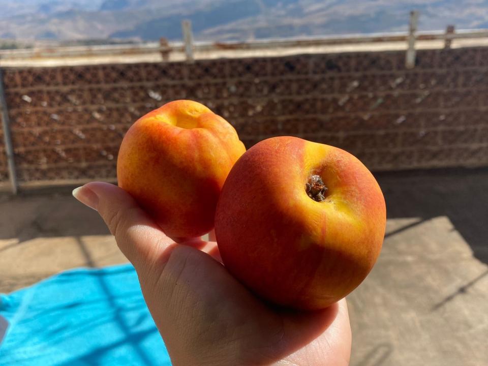 The writer holds two nectarines