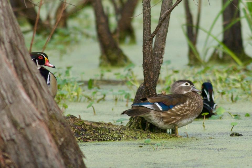 Wood ducks are seen in Mississippi where the Big Sunflower and Yazoo rivers were named to the American Rivers list of "most endangered rivers" for 2024.