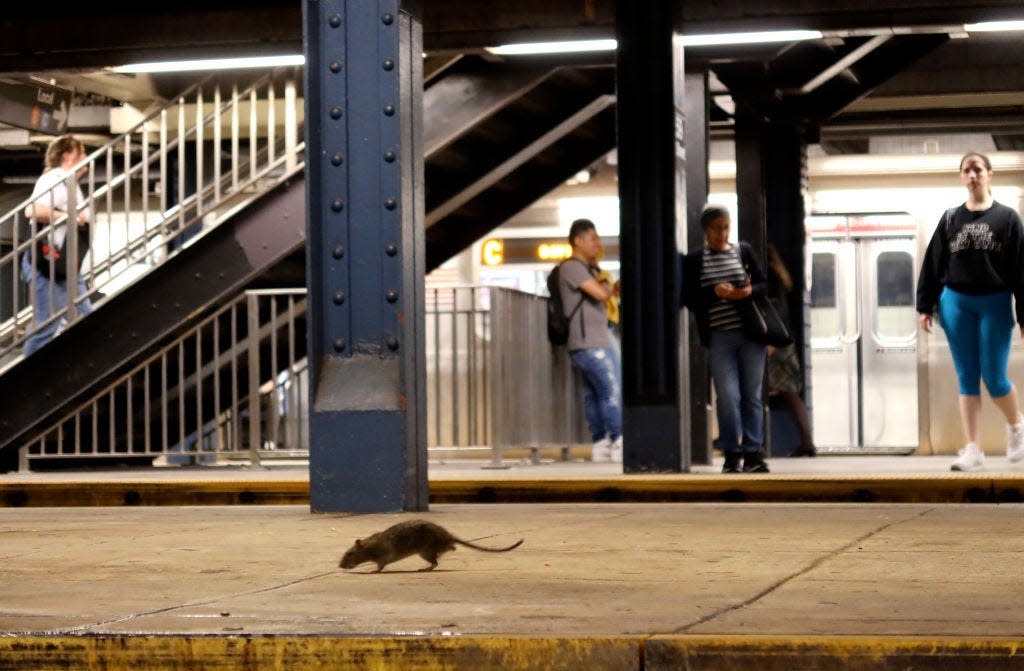 A rat scurrying across a subway platform with people standing in the background.