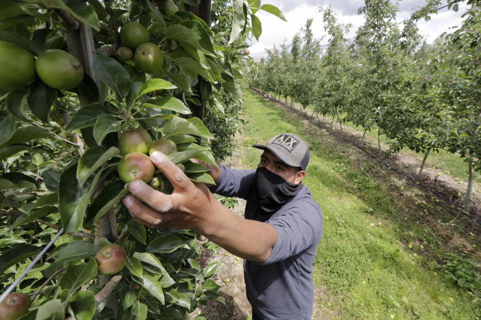 FILE - In this June 16, 2020, file photo, orchard worker Francisco Hernandez reaches to pull honeycrisp apples off a tree during a thinning of the trees at an orchard in Yakima, Wash. Many U.S. health centers that serve agricultural workers across the nation are receiving COVID-19 vaccine directly from the federal government in a program created by the Biden administration. But in some states, farmworkers are not yet in the priority groups authorized to receive the shots. (AP Photo/Elaine Thompson, File)