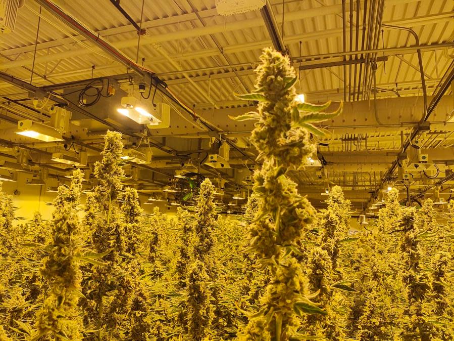 Adult marijuana plants at Cresco Labs' Yellow Springs facility. (NBC4 Photo/Mark Feuerborn)