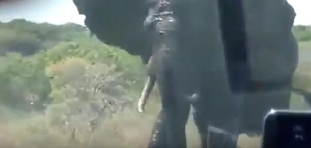 Angry elephant flips safari tourist's car over