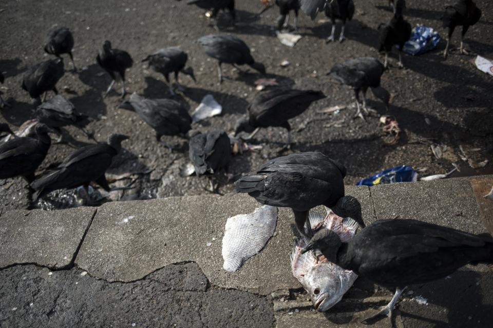 In this Sept. 7, 2019 photo, birds eat the remains of fish discarded by vendors at the Ver-o-Peso riverside market in Belém, Brazil. The Ver-o-Peso open-air market is the icon of a city that was once known for the rubber trade but that is now best known as the Amazon's culinary capital. (AP Photo/Rodrigo Abd)