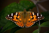 Si chiamano Painted Lady, sono le comuni farfalle colorate della famiglia delle Nymphalidae, appartenenti al sottogenere Vanessa. (Getty)