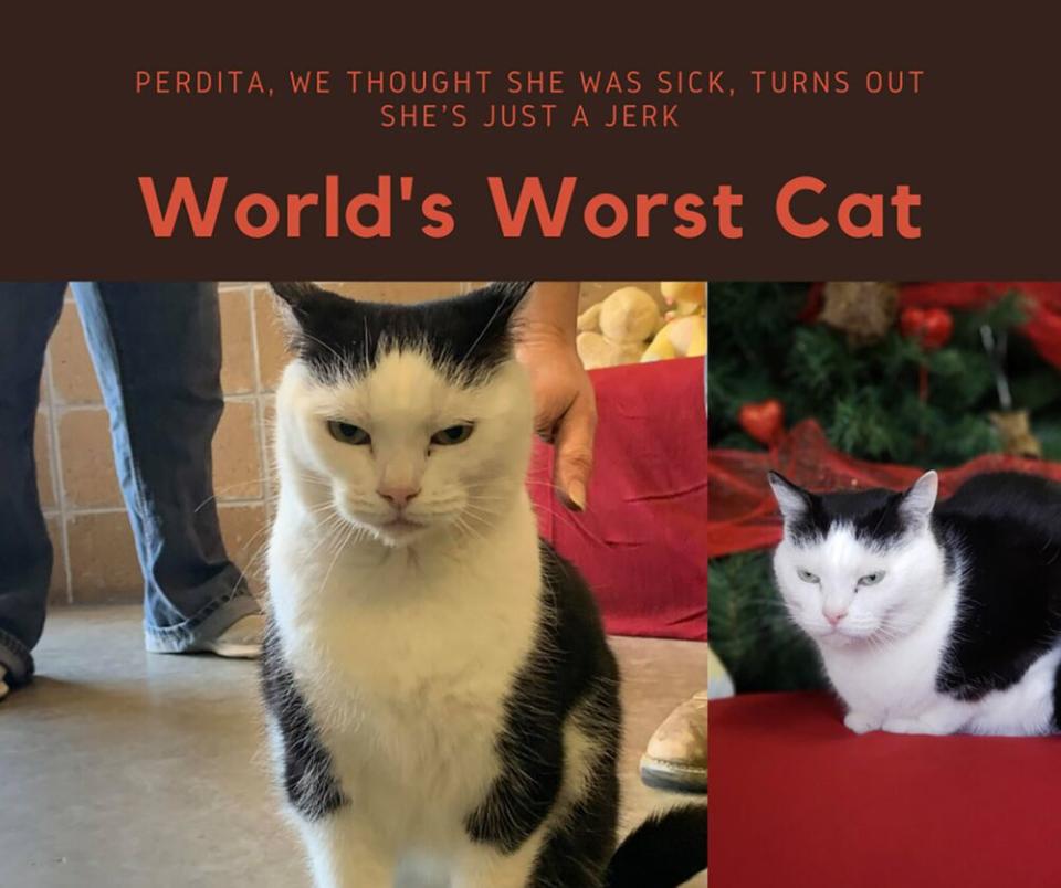 Perdita the cat | Mitchell County Animal Shelter