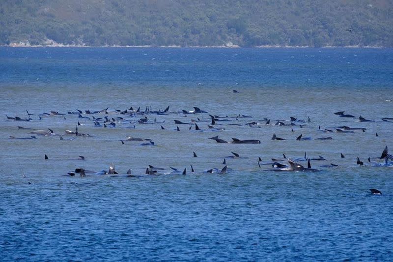 Stranded pilot whales are seen in Macquarie Heads