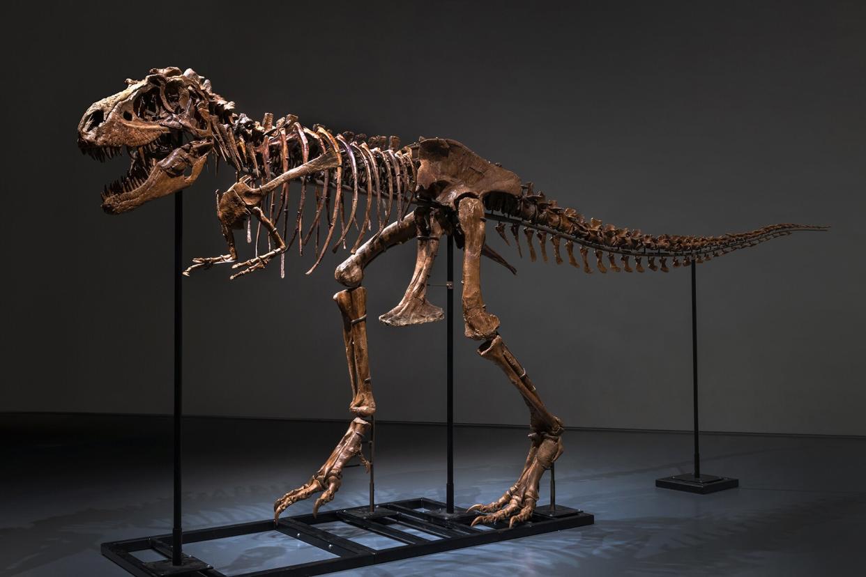 A full Gorgosaurus skeleton at Sotheby's