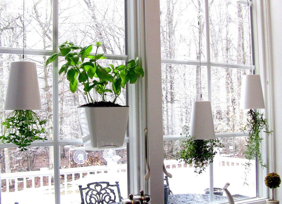 10 Tiny Gardens You Can Grow on Your Windowsill