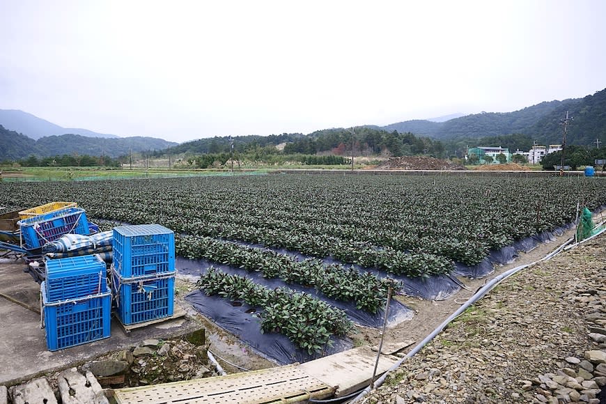 宜蘭雙連埤環湖步道