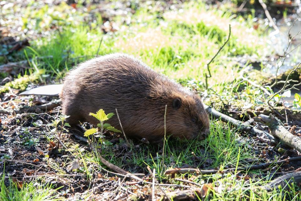 The female beaver is now the only surviving creature of her species in the UK (SWNS)