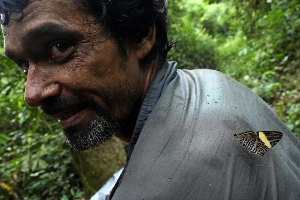 A butterfly lands on Edson Polinario as he harvests Acai berries from a forest in the municipality of Nova California, state of Rondonia, Brazil, Thursday, May 25, 2023. Every day a worker comes to Polinario’s house to collect bags of açaí, then hauls them back to Projeto RECA’s campus on the back of a motorcycle. Açaí berries spoil quickly and are practically worthless if not processed and frozen within two days. (AP Photo/Eraldo Peres)