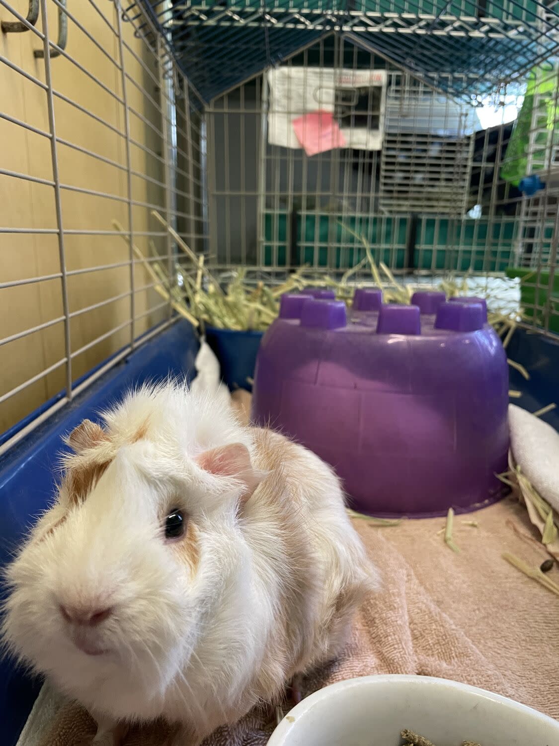 A guinea pig sits in a cage at an animal shelter.