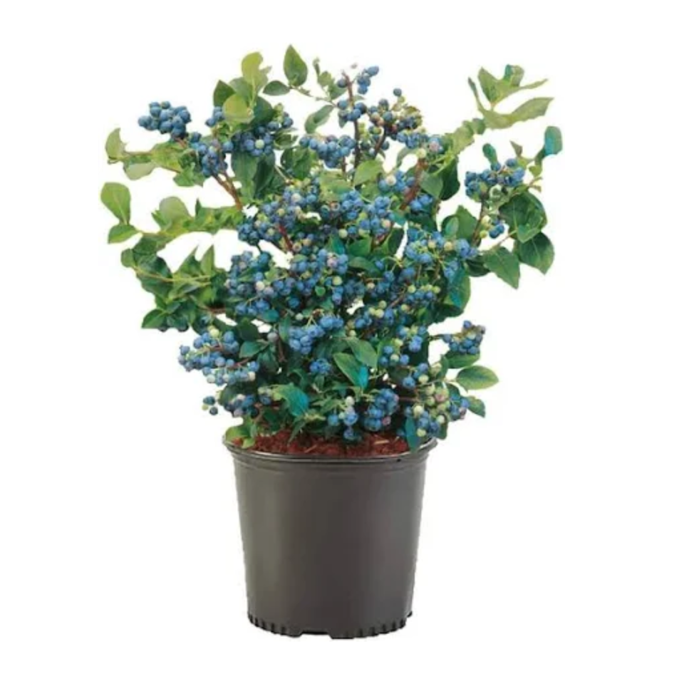 Blueberry plant