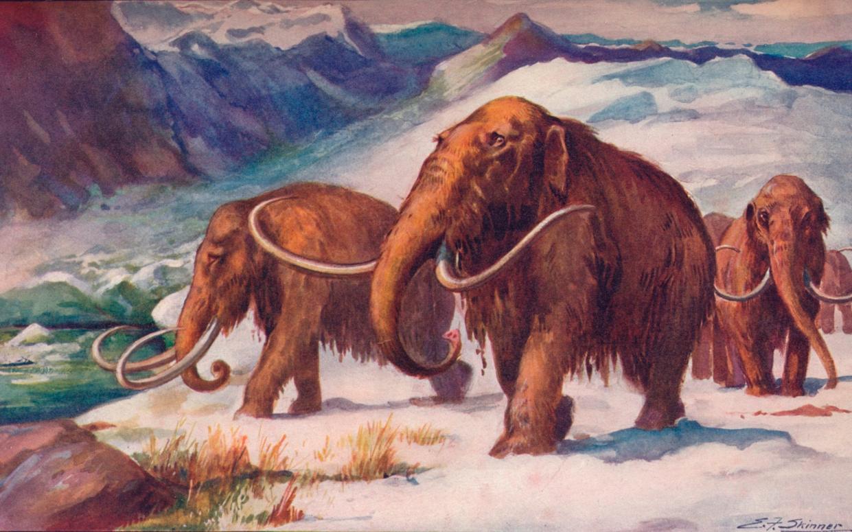 Molecules from extinct species like the woolly mammoth have been used in the fight to tackle antibiotic resistant infections