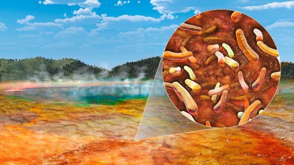 La bacteria que Brock llamó Thermus aquaticus sobrevive a altas temperaturas.