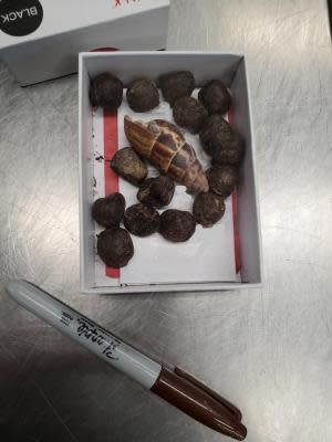 A box of giraffe feces, pictured, was seized in Minneapolis from a woman who had planned to use the feces to make a necklace. / Credit: U.S. Customs and Border Protection