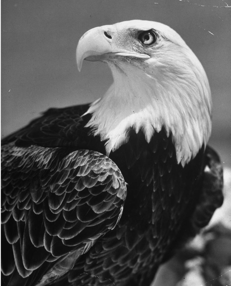 A trained American bald eagle posing for a picture in the 1940s.