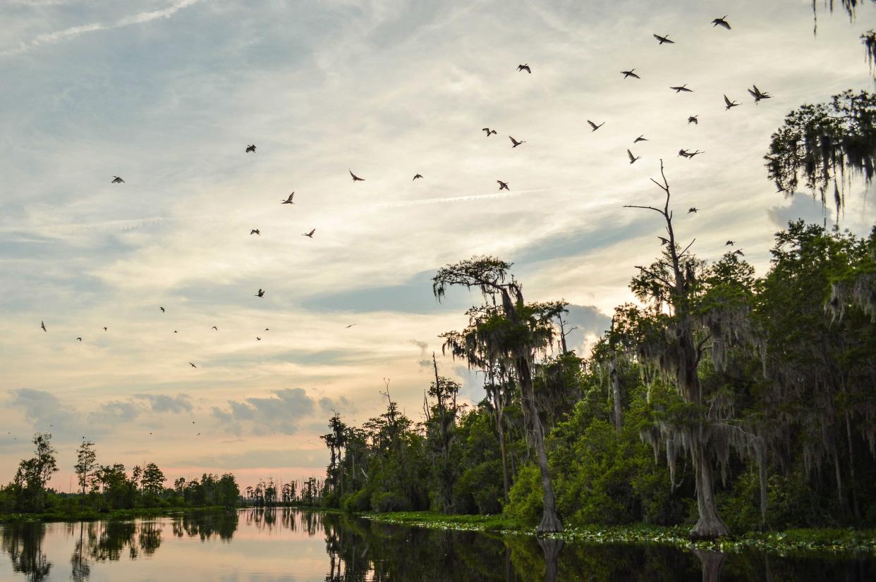 Birds fly over the glassy surface of Okefenokee Swamp.