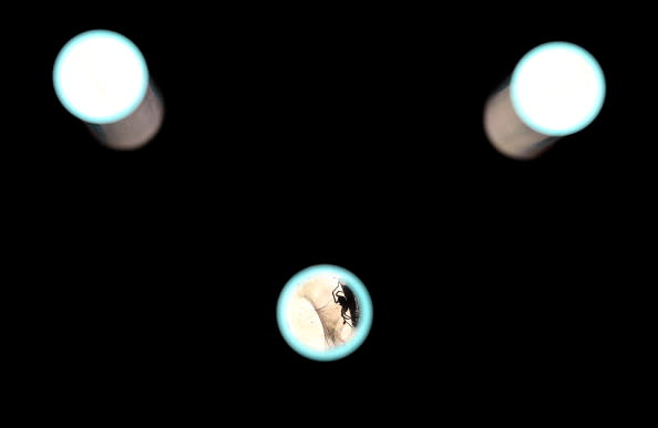 A spider is seen crawling in a glass tube that is part of the art installation 'SOL Grotto' that was made by using glass tubes that were to be used by the now defunct solar company Solyndra on August 23, 2012 in Berkeley, California. Berkeley artists Ronald Rael and Virginia San Fratello have created the art installation 'SOL Grotto' by using an estimated 1,400 of the 24 million unused specialized glass tubes to be used in tubular solar panels made by now bankrupt solar power firm Solyndra. The installation is part of a larger exhibit at the UC Berkeley Botanical Garden called 'Natural Discourse' that runs through January 2013. (Photo by Justin Sullivan/Getty Images)