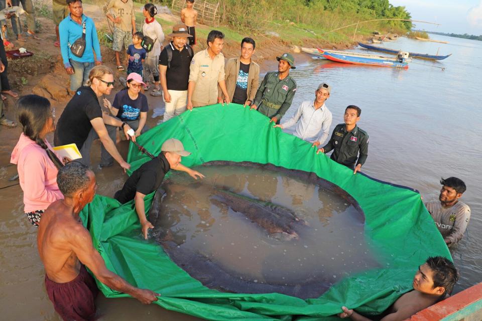 This handout photo taken on June 14, 2022 and released on June 20 by the US-funded Wonders of the Mekong project shows a 661 pound (300kg) giant freshwater stingray that was caught and released in the Mekong river in Cambodia's Stung Treng province. - A fisherman on the Mekong river in Cambodia has hooked the biggest freshwater fish ever recorded, scientists said June 20 -- a 300-kilogram stingray.