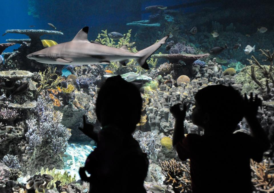 Children observe one of 20 sleek, fast-moving blacktip reef sharks that were introduced to National Aquarium's new Blacktip Reef exhibit in Baltimore. (Steve Ruark/AP)