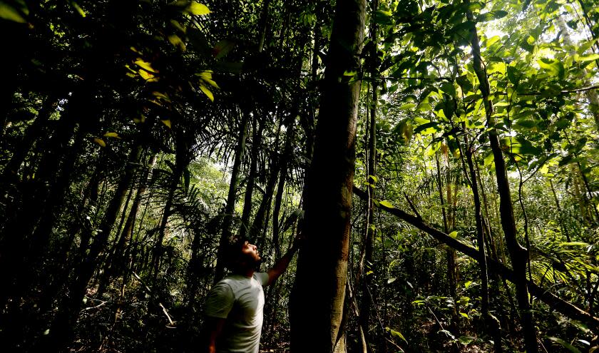 TUMBIRA, BRAZIL, CALIF. - SEPT. 22, 2021. Giovane Garrido Mendonca is a tourguide in the Amazon even though he comes from a long line of loggers who harvested timber from the jungle near Tumbira, Brazil. "I'm 24 years old," he said. "And I've never cut down a single tree." In 2008, the government turned hundreds of thousands of acres of rainforest around Tumbira into a "sustainable development reserve." To dissuade residents from foresting, a non-profit helped the village open an eco resort. (Luis Sinco / Los Angeles Times)