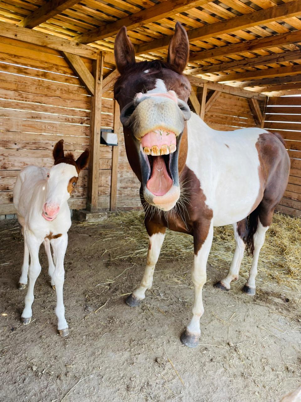 Two horses in a barn, one of which has its mouth open wide.