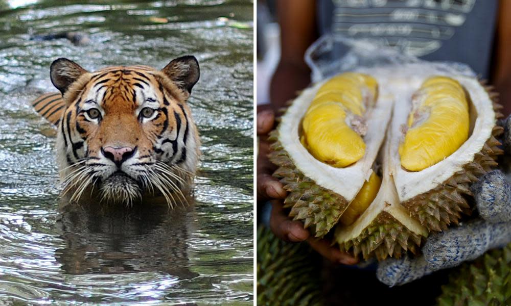 A Malayan Tiger and the controversial durian fruit