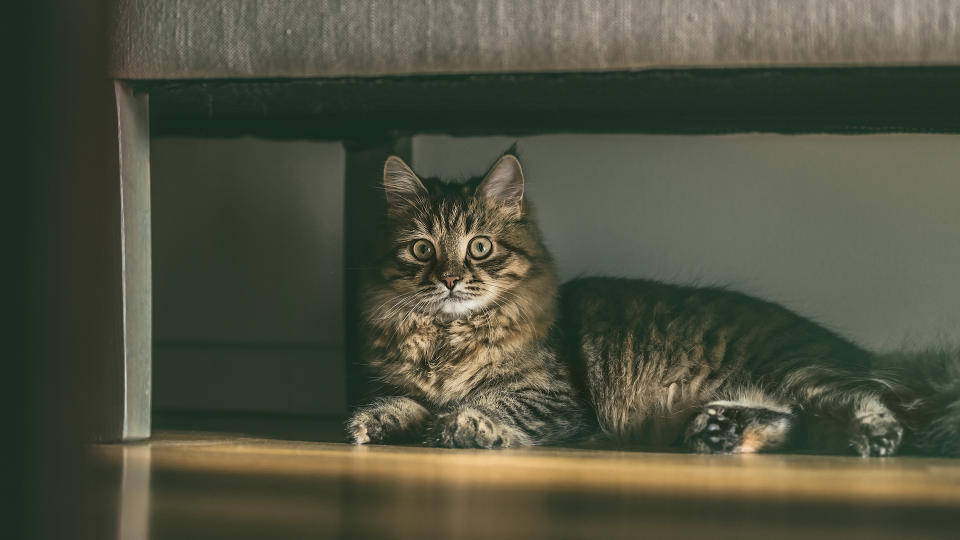 cat lying under furniture