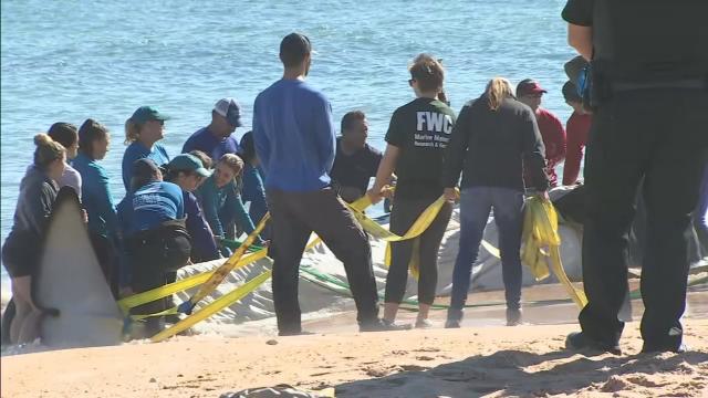 Newborn sperm whale calf strands on beach near Marineland