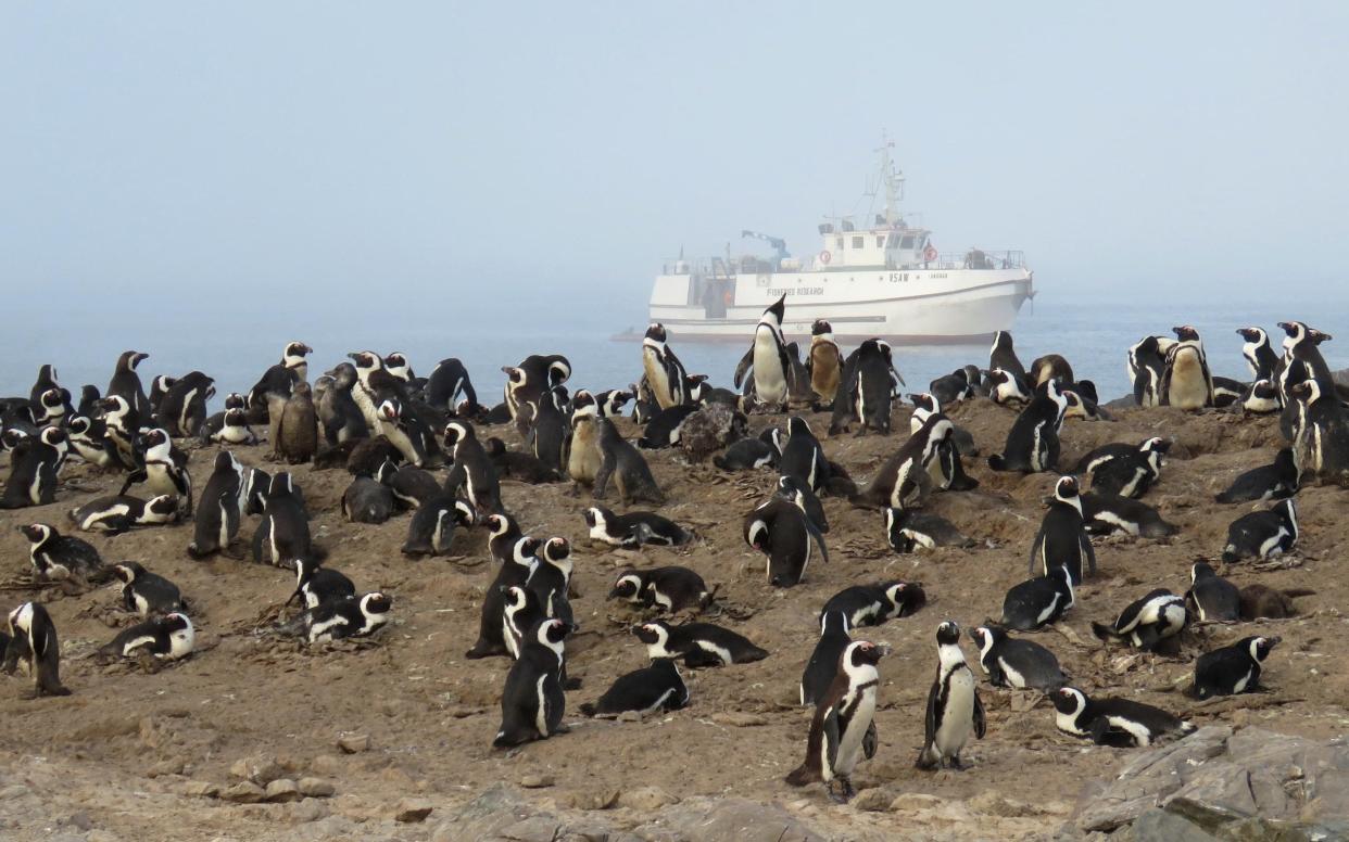 African Penguins in Namibia with a research vessel in the background at Halifax Island. - Jessica Kemper