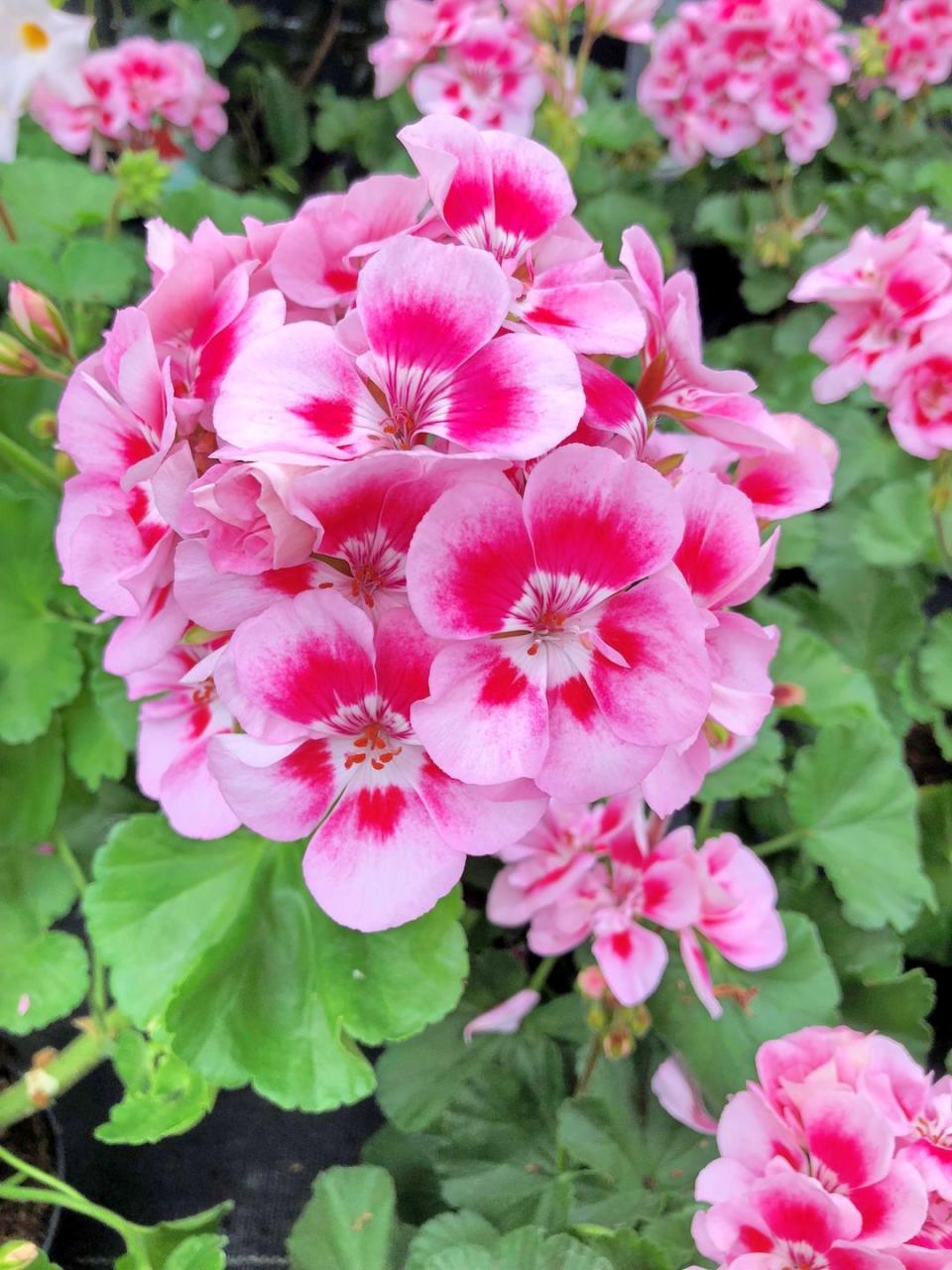 <p>Most people know geraniums as those bright red or white balcony boxers. However, the geranium has a huge diversity of colours, leaves and flower shapes, sizes and growth forms. They not only bloom in red and white, but also in many other shades such as pink, violet, lilac, apricot, orange and yellow, as well as a wide range of bicolour variants.</p>