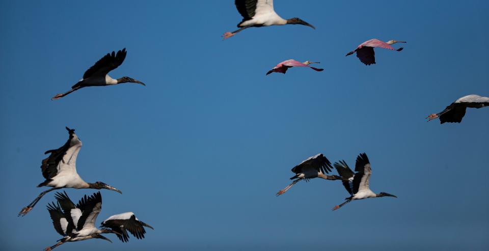A Wood storks and roseate spoonbills take flight out of a marsh area off of Corkscrew Road on Tuesday, Nov. 29, 2022. 