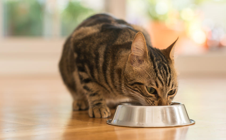 Lo más recomendable es seguir las instrucciones en los empaques de comida y consultar a un veterinario para determinar las porciones diarias óptimas para tu mascota. (Getty Creative)