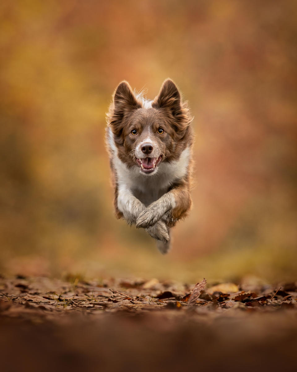 Photograph titled ’Pippi in the Forest of Dean’. Photographed by Jess McGovern