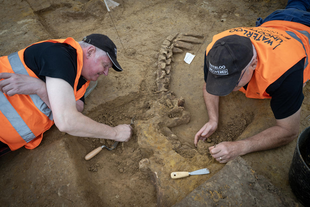 Volunteers uncovering the skeleton of an ox