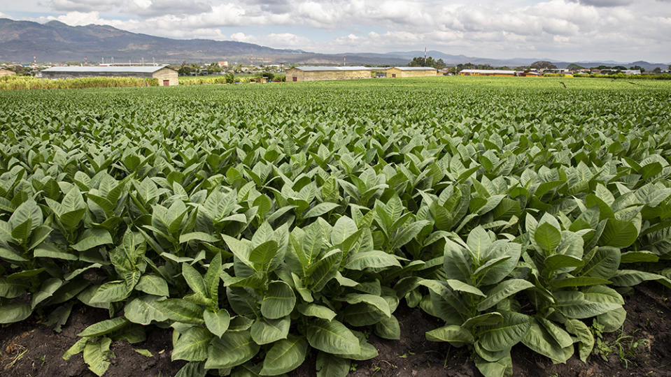 The tobacco plants at the Cigar Padron factory Nicaragua