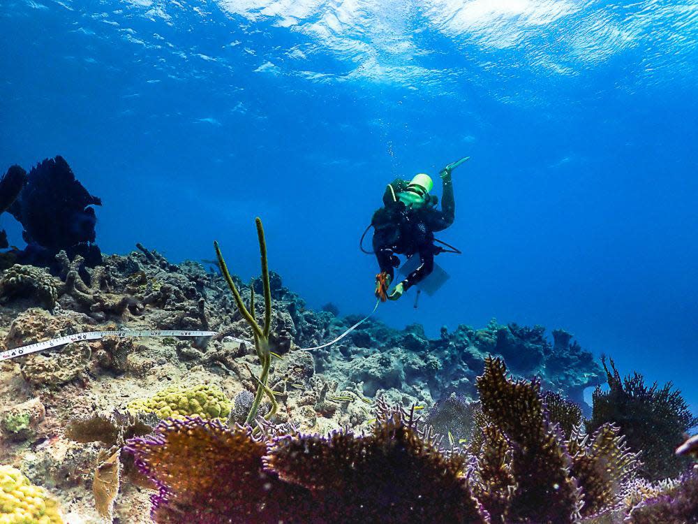 Mission: Iconic Reefs field team member Cate Gelston, co-lead scientist on the assessment cruise, retrieves a transect tape after completing a health assessment survey of planted coral.