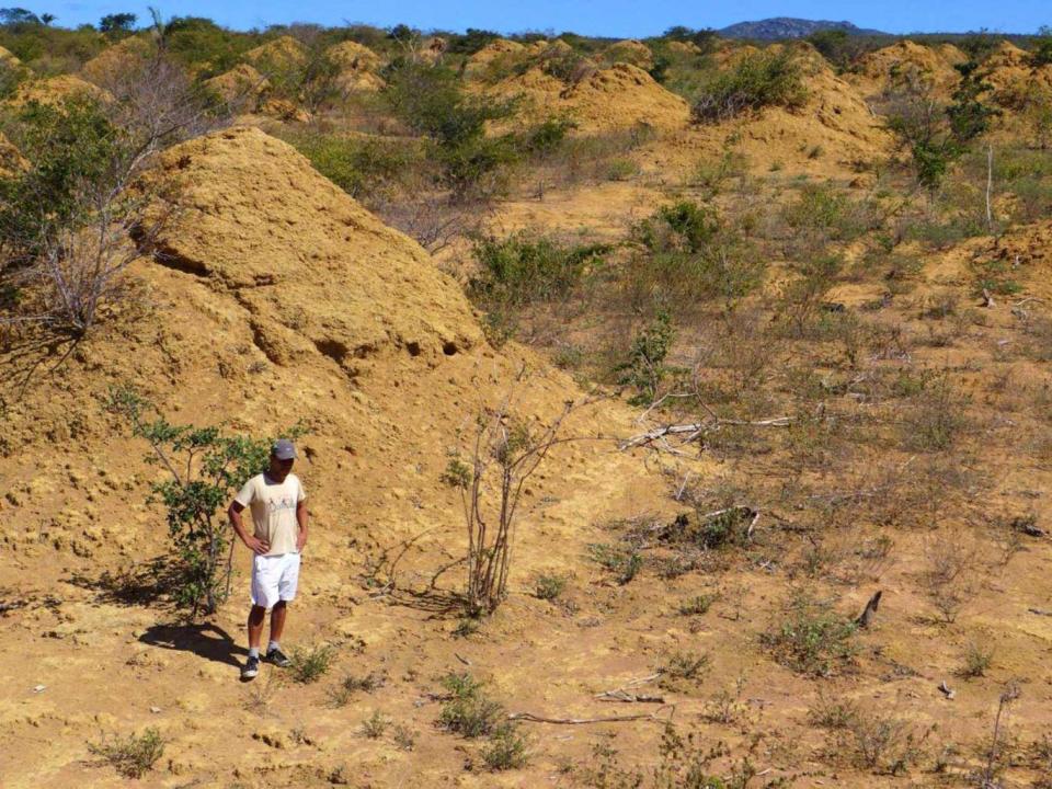 Funch and his colleagues discovered some of the mounds were nearly 4,000 years old (Dr Roy Funch)