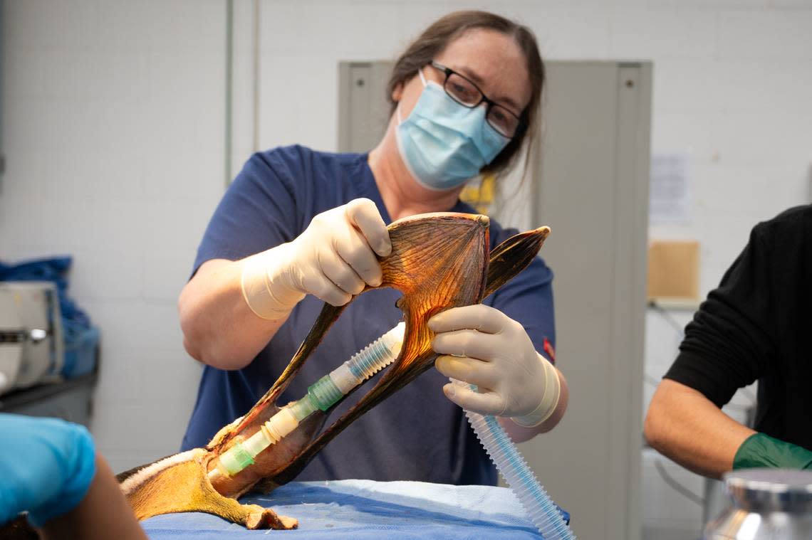 A brown pelican is in recovery after undergoing surgery to repair her pouch, “which was severed from the base to the tip on both sides,” a California nonprofit says.