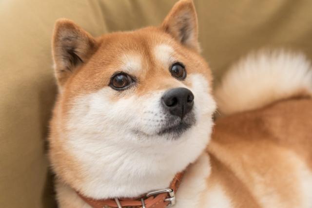 Shiba pet deals