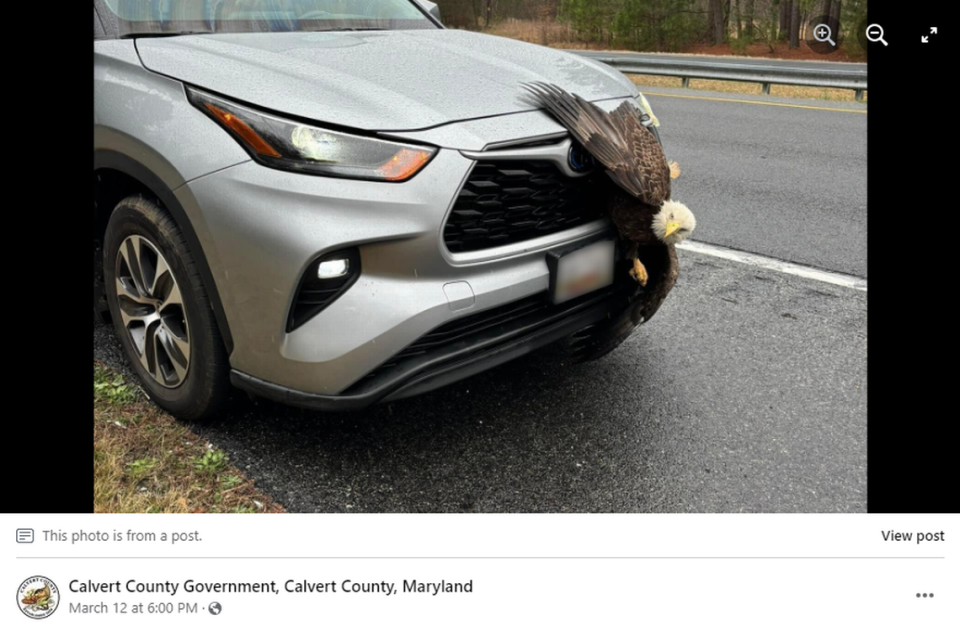 Un águila calva quedó atrapada en la parrilla de un auto en Maryland al colisionar con el vehículo, según informaron policías.