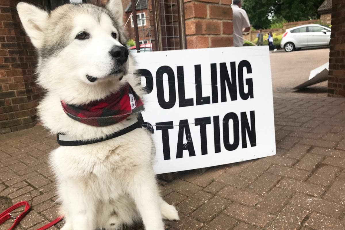 A husky at the polling station <i>(Image: Blue Cross)</i>