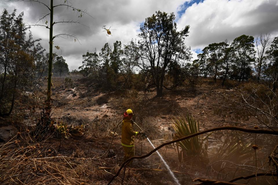 A firefighting helicopter makes a water drop as a Maui County firefighter extinguishes a fire near homes during the upcountry Maui wildfires in Kula, Hawaii on August 13, 2023.  / Credit: PATRICK T. FALLON / AFP via Getty Images
