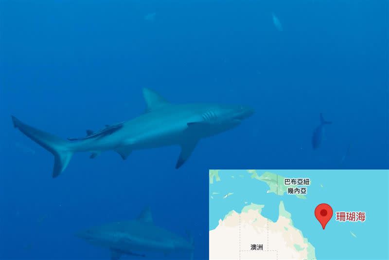 杜承哲醫師今（24）天貼出一張鯊魚照回嗆，「彈頭，不是很勇？你手伸出去給牠們嚐嚐再來秋啊！」（圖／翻攝自杜承哲醫師粉專）
